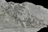 Pennsylvanian Fossil Fern (Lyginopteris) - Alabama #112755-3